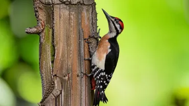 Сгенерировано ИИ